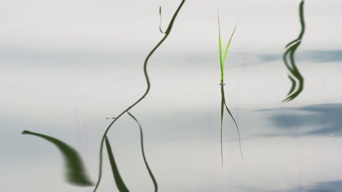 Bright green reed spring growing into the sunlight, surpassing the water surface of a quiet lake.