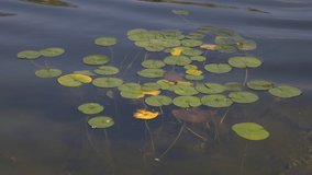 White lily flower in the water with green leaves on a lake - Powered by Shutterstock - Get 15% off with code: PIKWIZARD15