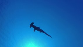 Shark Hammerhead siluet slowly swim in the blue water surface background, Low-angle shot. Scalloped hammerhead or Hammerhead shark - Sphyrna lewini, Backlight, Underwater shots