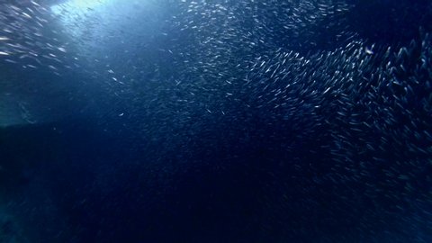 Massive school of anchovy swim glistening at night sparkling in the ray of light - Backlight (Contre-jour). Shoal of little brighly fishes swim at the nighttime - Underwater shot 