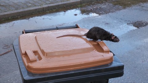 wild norway rat, rattus norvegicus, on a dustbin, several takes, 50fps