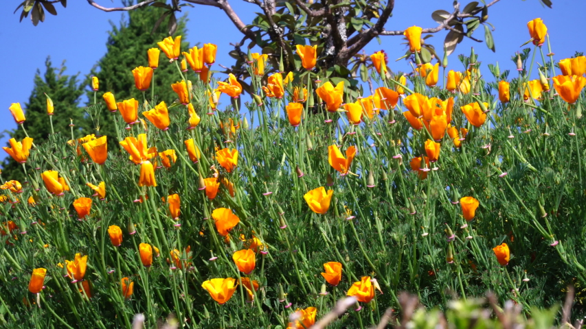 Flowers and Shrubs landscape with hills in the background image - Free ...