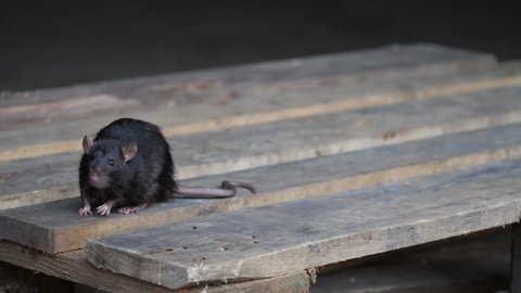 a wild norway rat, rattus norvegicus, is sitting on a pallet of wood in a garage, several takes