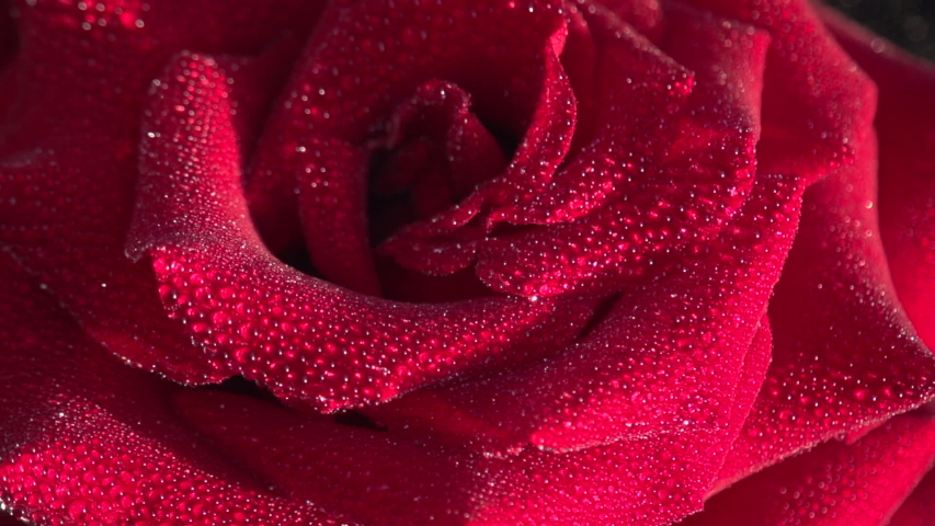 Red Rose Petals in Dew Drops. Red rose covered with large transparent drops slowly rotates in front of the camera