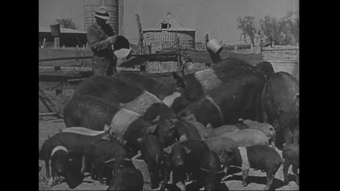 CIRCA 1940 - A montage shows farmers harvesting, plowing land, and feeding livestock.