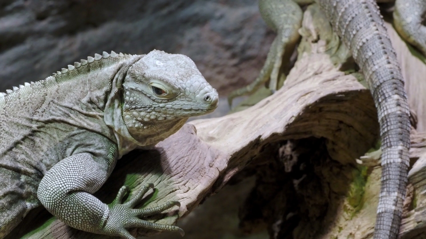 The Cuban rock iguana, Cyclura nubila. Cuban iguana llying on a branch.