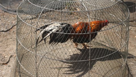 Battle rooster (heeler) in a cage before a fight. Cock fighting in Southeast Asia