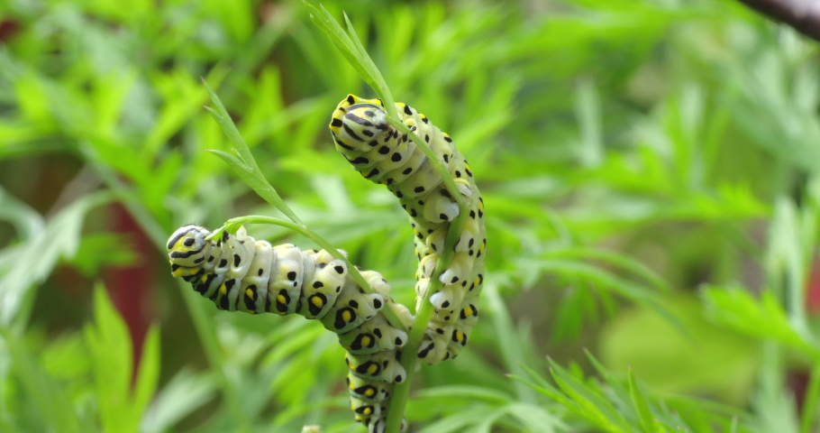 A black swallowtail, papilio polyxenes, caterpillar eating carrot top leaves in a garden