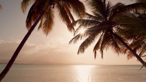 Silhouettes of palm trees bent over a sunny sunset and calm sea. Summer classic tropical landscape. The sun peeks through palm leaves and shines with bright rays background. Evening sunset landscape.