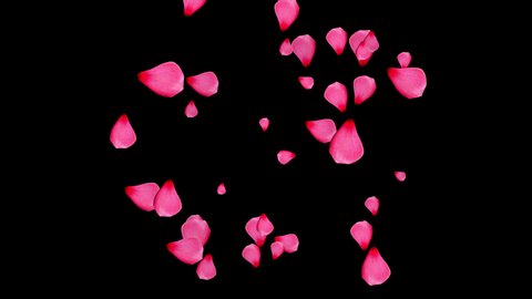 Romantic flying red rose petals pack. Flower decoration animation. God for St. Valentine's Day, Mother's Day, wedding or etc.