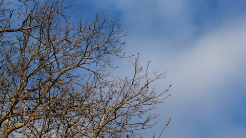 Branches of large tree without foliage sway in wind in sunny weather against blue sky with clouds. Beautiful environment. Close-up.