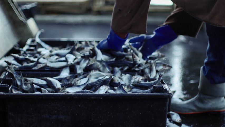 Fisherman and the details of their lifestyle