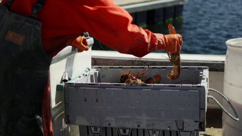 Fishermen sort fresh-caught Maine lobsters