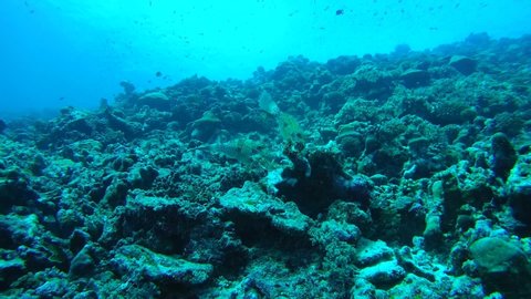 Couple filefish swims over coral reef, Scrawled Filefish, Broomtail Filefish or Scribbled Leatherjacket - Aluterus scriptus. Indian Ocean, Fuvahmulah island, Maldives, Asia