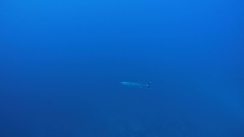 Single barracuda swim in the blue water, Great Barracuda - Sphyraena barracuda. Indian Ocean, Fuvahmulah island, Maldives, Asia