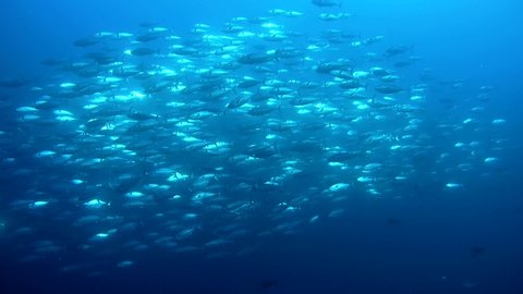 Massive school of Skipjack-tuna - Katsuwonus pelamis swim in the blue water. Indian Ocean, Fuvahmulah island, Maldives, Asia