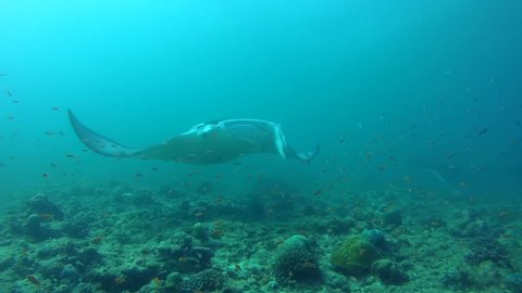 Reef Manta Ray swim over coral reef in blue water - Indian Ocean, Maldives, Asia