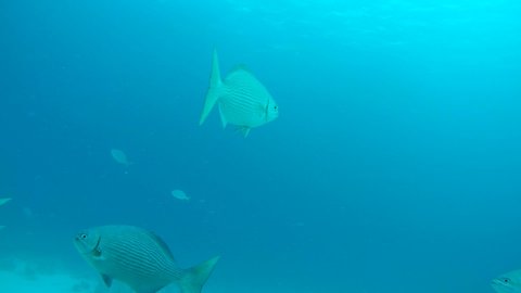school of Brassy Chub - Kyphosus vaigiensis swim in the blue water over sandy bottom. Indian Ocean, Maldives, Asia