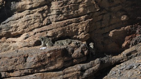 Snow leopard cubs relaxing near Kibber, Spiti valley of Himachal Pradesh, India