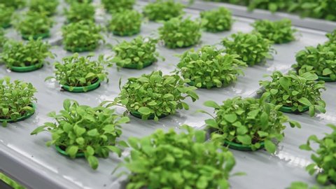 fresh crop of herbs and vegetables in a modern vertical farm, healthy GMO free vegetables and plants, agriculture and biology technology, hydroponic system