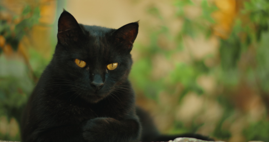 Black yellowed-eye cat relaxing and meowing, nature background, slow motion, handheld, medium shot, BMPCC 4K