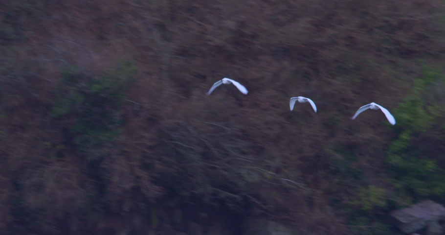 Three white Egret birds flying over water forest wildlife slow motion panning close up