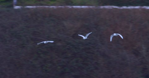 Three white Egret birds flying over water forest wildlife slow motion panning close up