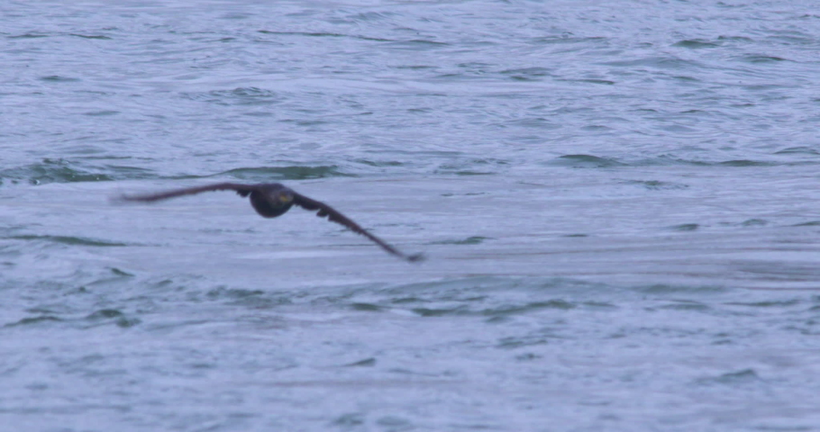 Cormorant shag water bird flying low water surface slow motion wings beating close up action