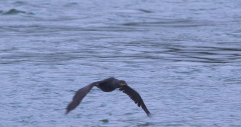 Cormorant shag water bird flying low water surface slow motion wings beating close up action