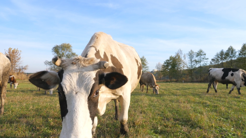 Curious cow looking into camera and sniffing it. Cute friendly animal grazing in meadow showing curiosity. Cattle on pasture. Farming concept. Slow motion Close up | Shutterstock HD Video #1047400528