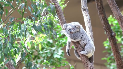 Koala sleeping in a eucalyptus tree gripping on to the tree trunk with its sharp claws. Cute grey koala bear resting in a tree after eating eucalyptus leaves.