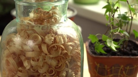 A scene with planer shavings in a glass jar and houseplants. Ivy plant young seedling growing in a clay flower-pot. A close-up still life spectacle. Daytime light shines through the window.