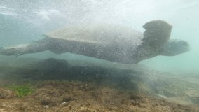 4k underwater video of big green turtle swimming above coral reeef at ocean coast