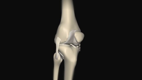 This 3d video shows the  Knee Joint Anatomy highlighting and naming the various parts that make up it.