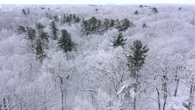 Snow frosted forest after Winter blizzard, treetop aerial view.
