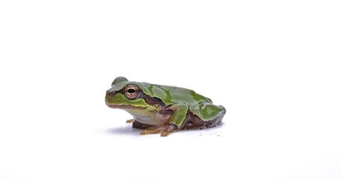 Video shot of a tree frog on white background.
