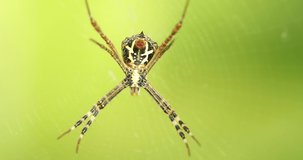 Macro shot of Spider closeup