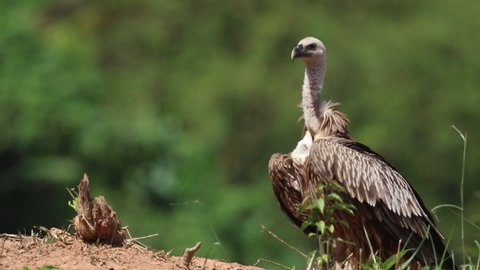 The Himalayan vulture or Himalayan griffon vulture