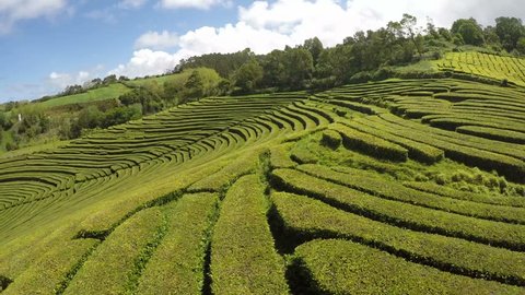 Aerial Footage Tea plantation at Cha Gorreana, Maia, San Miguel, Azores, Portugal