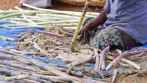 Woman peels sugarcane on ground, Tamil Nadu, India