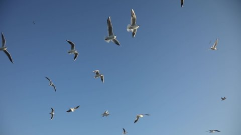 Seagulls in Sky Uskudar Istanbul Turkey