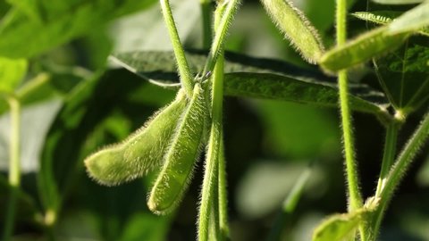Macro young soybean detail, cultivated soybean field. Agricultural soy plantation fund. Green growing flowering soy, high productivity, agriculture.