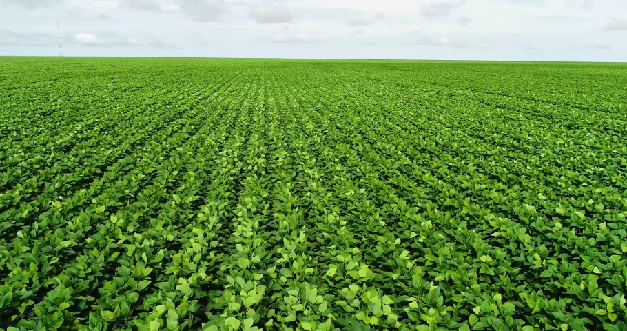Aerial image, agriculture, close up of a soybean field in the middle of the product growth cycle. Soy in the wind on a summer day Royalty-Free Stock Footage #1047445309