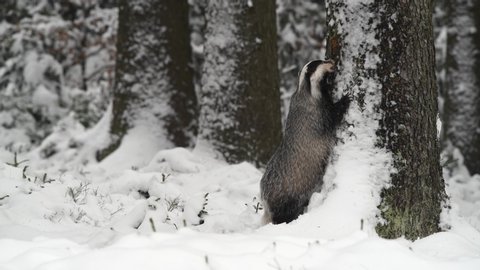 Cute badger looking for food in the forest. The forest is full of snow, it's cold.