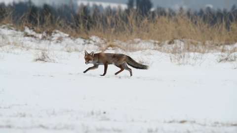 Cute young red fox (Vulpes Vulpes) running on meadow covered with snow at sunrise. Looking for food.