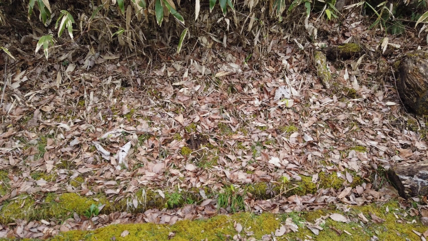 The viewing of path in the forest.