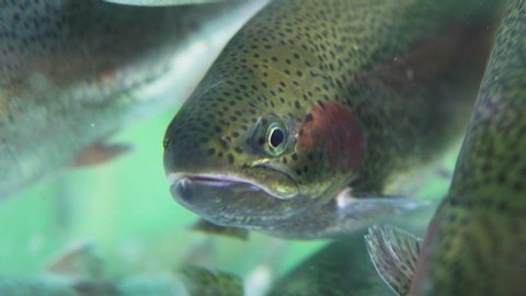 Live trout in a supermarket aquarium