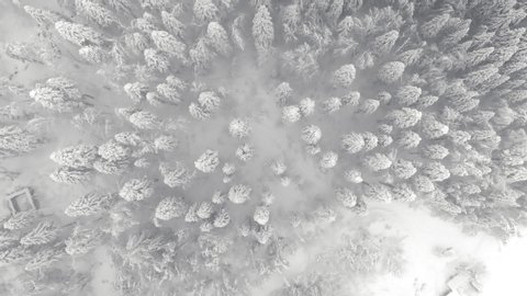 Top down view of the forest in winter. Winter landscape in the forest. Flying over winter fir forest. Top down view of high snowy trees. Trees in the snow. Frosty forest. Nature