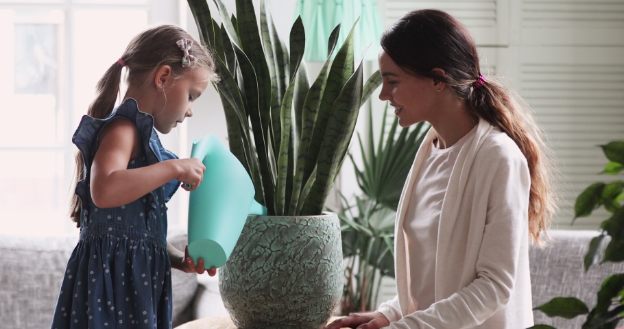 Cute small child girl holding watering can water house plant in pot. Small daughter helping mom. Happy young adult mum teaching preschool kid learning household activity pouring sansevieria at home | Shutterstock HD Video #1047458530