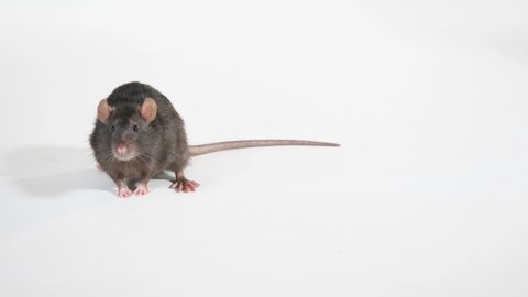 brown norway rat on white background sniffing und running, studio shot, several takes, 50fps
